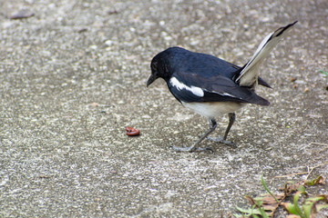 Magpie Robin feeding on a worm at Spice Garden, Singapore