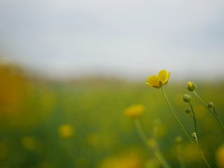 Obraz premium Polonne / Ukraine - 12 May 2018: Yellow flower on a green background
