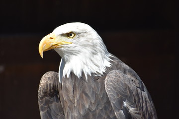 Wonderful majestic portrait of an american bald eagle with a black background