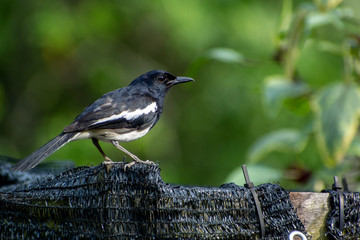 Magpie Robin resting in a garden, Singapore