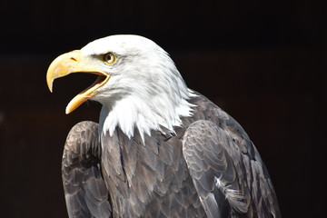 Wonderful majestic portrait of an american bald eagle with a black background