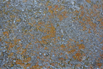 Old building cement background with yellow gray moss