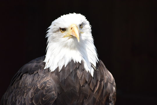 Wonderful majestic portrait of an american bald eagle with a black background