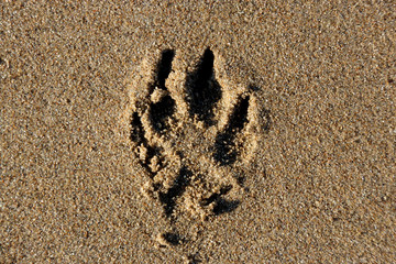 Pfotenabdruck eines Australian Shepherds im Sand von Breskens