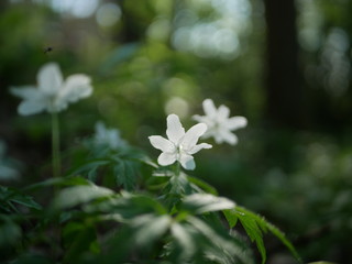 Polonne / Ukraine - April 28 2018: forest flowers on a blurry background