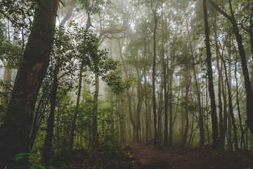 Walk to the jungle tree sky clouds sun