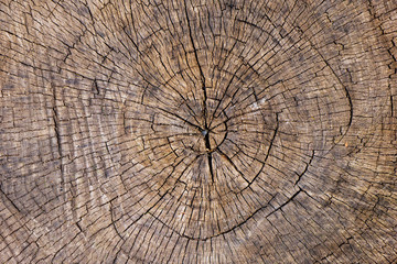 Cut wooden stump with cracks and annual rings as pattern. Abstract natural texture background