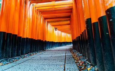 fushimi inari