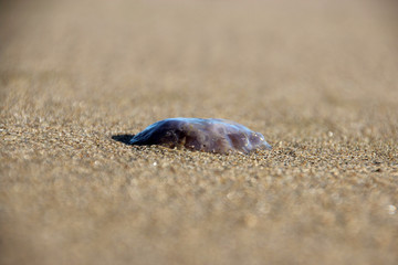 Eine Qualle im Sand am Strand von Breskens