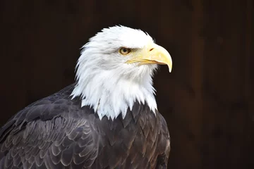Foto op Plexiglas Wonderful majestic portrait of an american bald eagle with a black background © places-4-you