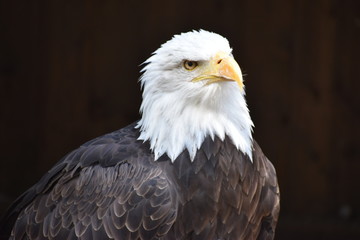 Wonderful majestic portrait of an american bald eagle with a black background