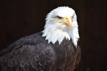 Wonderful majestic portrait of an american bald eagle with a black background