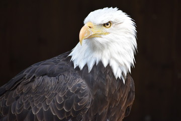 Wonderful majestic portrait of an american bald eagle with a black background