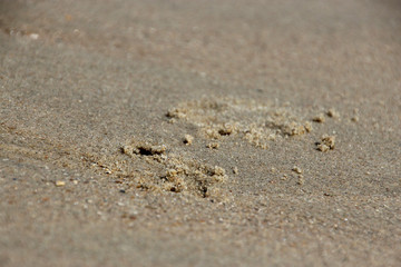 Fototapeta na wymiar Spuren im Sand am Strand von Breskens