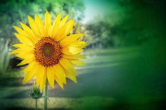 A photo of a sunflower in a garden with copyspace