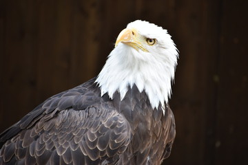 Wonderful majestic portrait of an american bald eagle with a black background