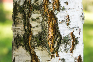 Close up of white coarse birch tree trunk with cracks. Abstract natural texture background