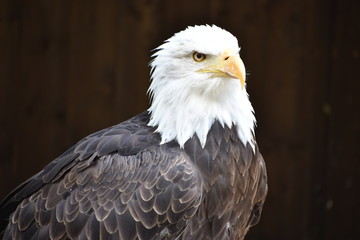 Wonderful majestic portrait of an american bald eagle with a black background