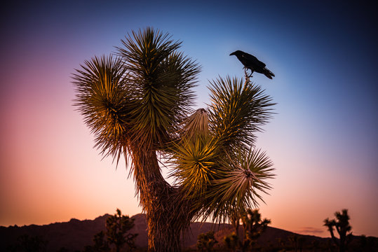 Large black raven on Joshua tree (Yucca Brevifolia) in Joshua Tree National Park, California, U.S.A. after sunset. Cactus like palm tree yucca’s biblical name is also famous U2 band album.