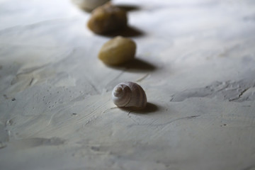 Sea stones and shell, close up.