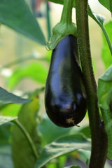 Aubergine is growing in a greenhouse in the garden 