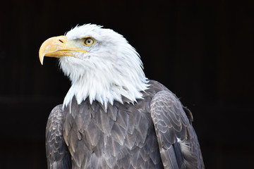 Wonderful majestic portrait of an american bald eagle with a black background