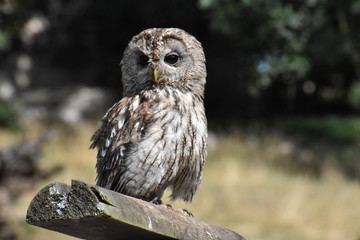 Portrait of a wonderful brown Owl sitting on a tree bark