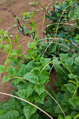 fresh malabar night-shade
