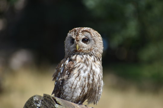 Portrait of a wonderful brown Owl sitting on a tree bark
