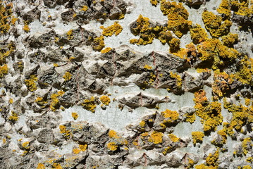 Very bright and colorful poplar bark with dry moss and scars, stylish background