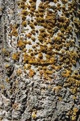 Very bright and colorful poplar bark with dry moss and scars, stylish background