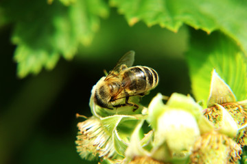 One of small european honey bee sitting on raspberry bloom on garden