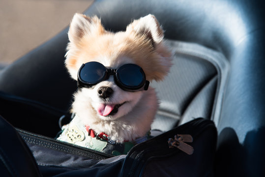 Cute motorbike dog with black sunglasses portrait. Elegant Chihuahua protects her eyes while on family road trip sitting in dogs bag on luxury leather motorcycle chair waiting for her driver mate.