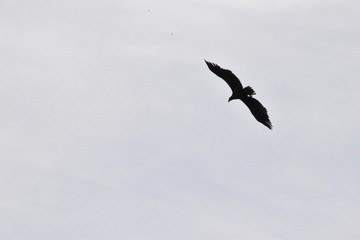 Obraz premium Flying eagle on a blue sky