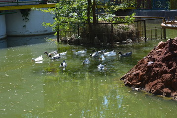 Fototapeta na wymiar Beautiful wild ducks floating in a pond with green water