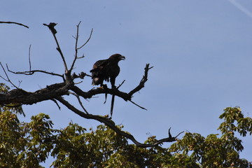 Closeup of a brown eagle sitting on a tree in a forest in Germany