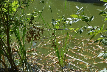 Green water of a pond with a reed, dry yellow leaves of a cane at the sun