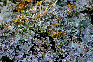 Frost covered heather in winter early spring