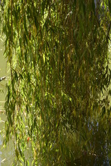Leaves of green twigs and willow creepers descending on a green pond water with sun