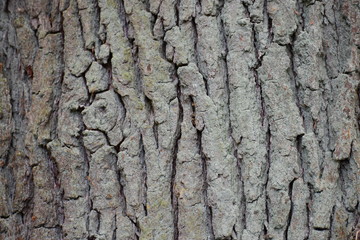 Closeup of a brown tree bark