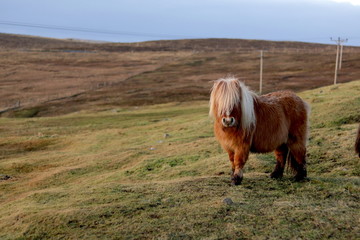 Shetland pony in field looking towards camera eyes covered