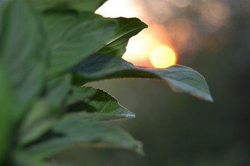 mint
