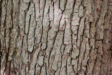 Closeup of a brown tree bark