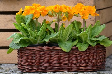 Orange primroses in a wicker basket. Simple spring decoration