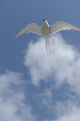 Arctic tern dive bombing overhead with blue sky and clouds