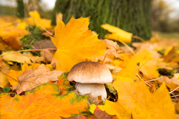 mushrooms growing in the autumn season