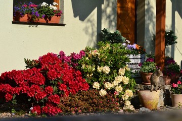 Garden in front of the house in may with rhododendrons. Morning in the sun