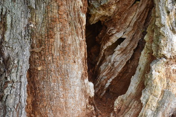 Closeup of a brown tree bark