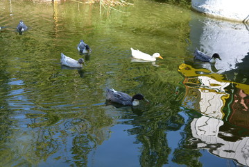 Beautiful wild ducks floating in a pond with green water