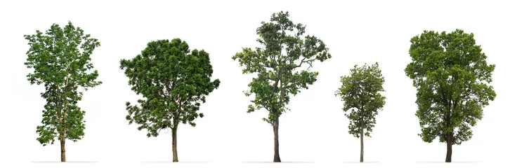 Foto op Aluminium Verzameling van bomen geïsoleerd op een witte achtergrond © Prin